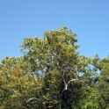 Sycamore Tree